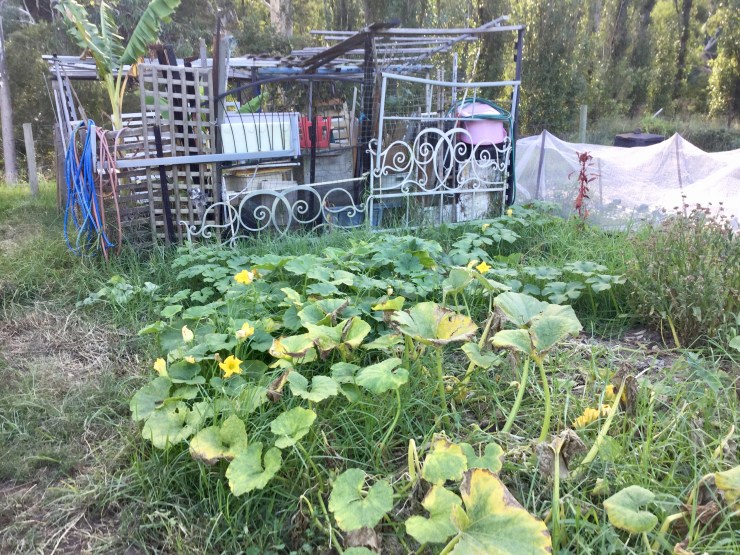 It's ours! Plot 35 Collingwood Childrens Farm